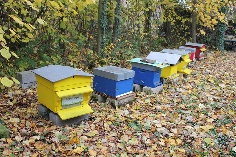 La ruche Brome Fierger